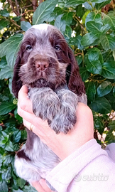 Cuccioli cocker spaniel inglese