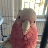 Cacatua roseicapilla femmina