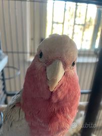 Cacatua roseicapilla femmina