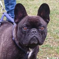 Ettore bouledogue francese 4 anni in adozione