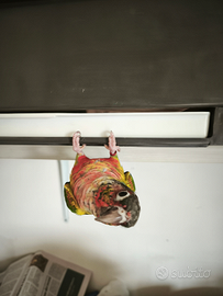 Pappagallo Conuro allevato a mano