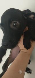 Cagnolino mix pincher
