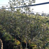 Piante di quercia