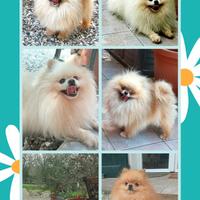 Spitz Pomerania stalloni per accoppiamento