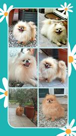 Spitz Pomerania stalloni per accoppiamento