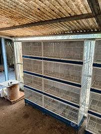 BATTERIA CHILLON PER CANARINI
