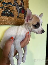 Cucciola pinscher chihuahua
