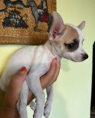 Cucciola pinscher chihuahua