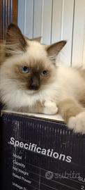 Ragdoll