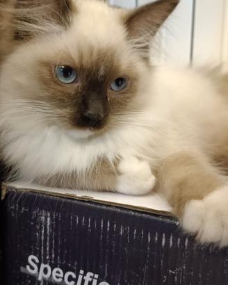 Ragdoll