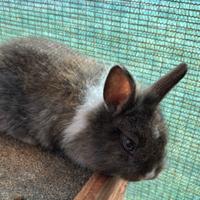 Cuccioli Coniglio nano