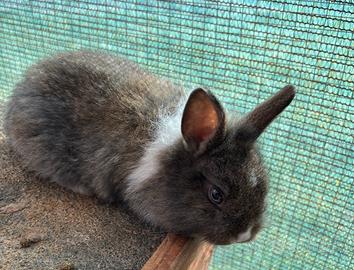 Cuccioli Coniglio nano