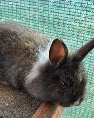 Cuccioli Coniglio nano