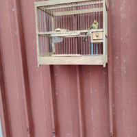 Incardillato anno 2025