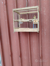 Incardillato anno 2025