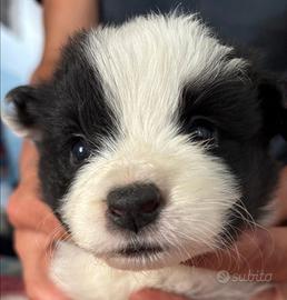 Cuccioli di Border collie