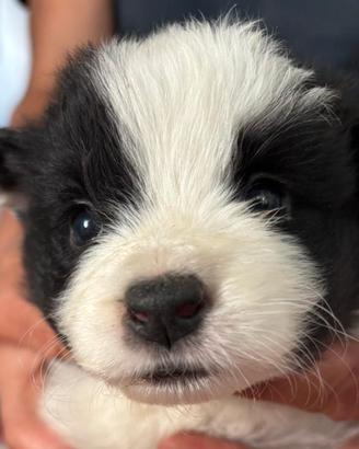 Cuccioli di Border collie