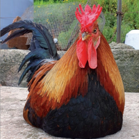 Galline Ornamentali