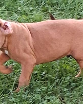 Boxer cuccioli