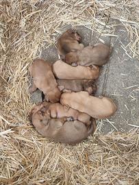 Cuccioli di cane segugio maremmano