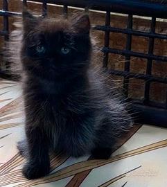 Gattina persiana normotipo FEMMINA
