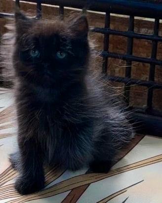 Gattina persiana normotipo FEMMINA