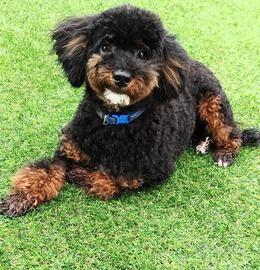 Barboncino per monta