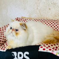 Cucciolo gatto persiano colourpoint