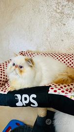 Cucciolo gatto persiano colourpoint