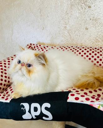 Cucciolo gatto persiano colourpoint