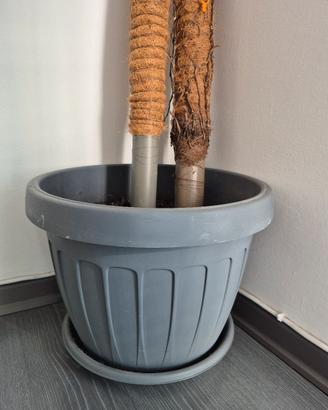 coppia di vasi da esterno in plastica