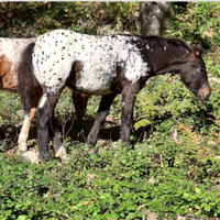Puledre incrocio appaloosa