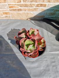 echeveria big Red pianta grassa 