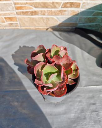 echeveria big Red pianta grassa 