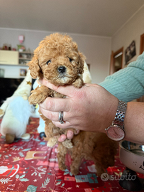 Barboncino redminitoy