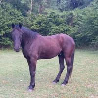 Servizio Pulizia Terreno - Cavalli