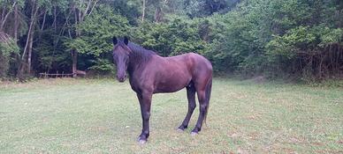 Servizio Pulizia Terreno - Cavalli