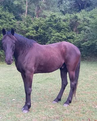 Servizio Pulizia Terreno - Cavalli