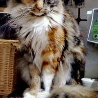 Maine coon femmina