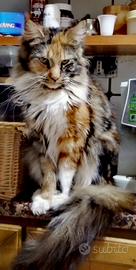 Maine coon femmina