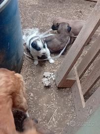 Cani meticci
