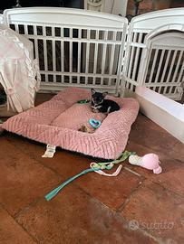 Chihuahua femmina