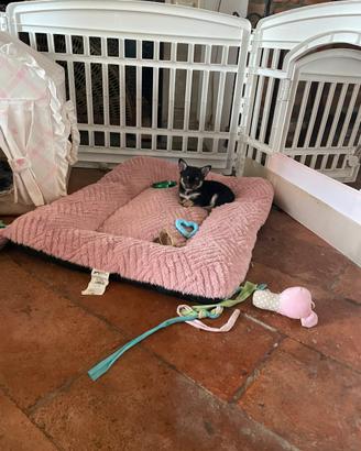 Chihuahua femmina