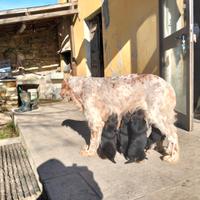 Cuccioli meticci incrocio setter inglese/pastore