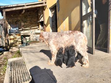 Cuccioli meticci incrocio setter inglese/pastore