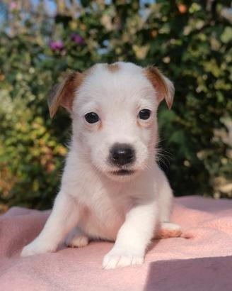 Cuccioli Jack Russel terrier