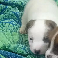 Jack russel broken