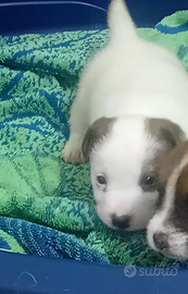 Jack russel broken