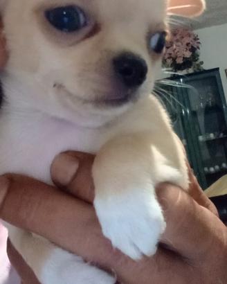 Chihuahua femminuccia crema