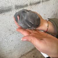 Coniglio ariete nano